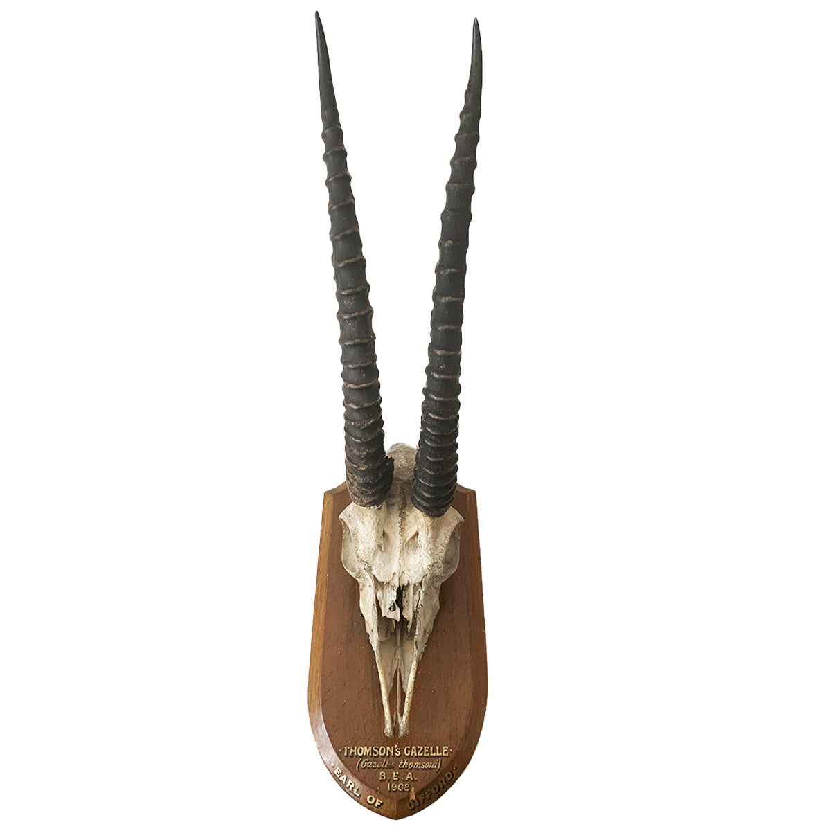Vintage Gazelle Horns