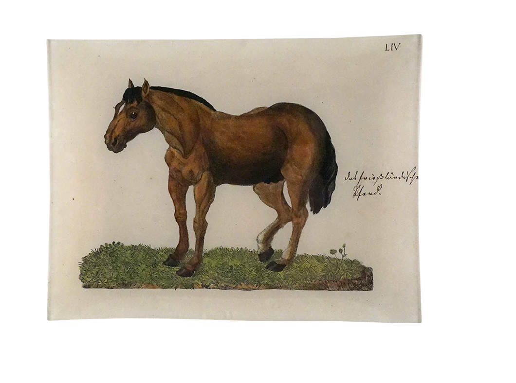 John Derian's Brownie Horse Tray is Handmade in New York, this decoupage plate features a illustration sourced from John Derian's extensive collection of antique and vintage prints.