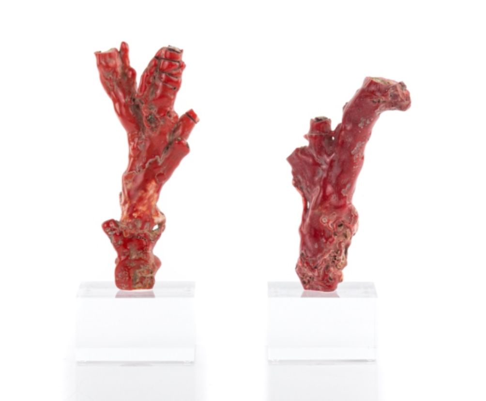 Lofty organic red coral specimens with its ocean inspired alluring color and dramatic form. One of mother natures most iconic creations. Presented on a lucite base to enhance the sculptural elements.