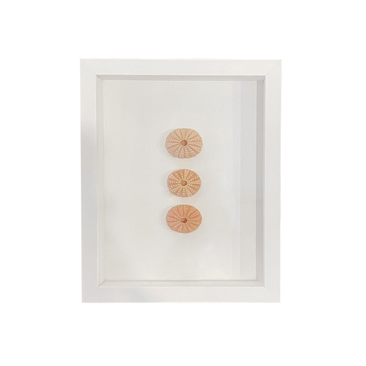 Framed Sea Urchins