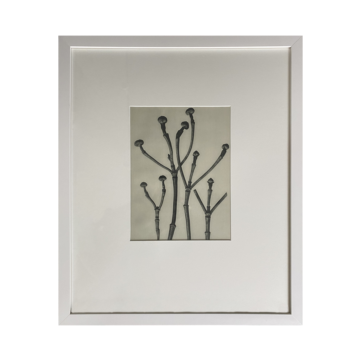 Urformen Der Kunst Botanicals