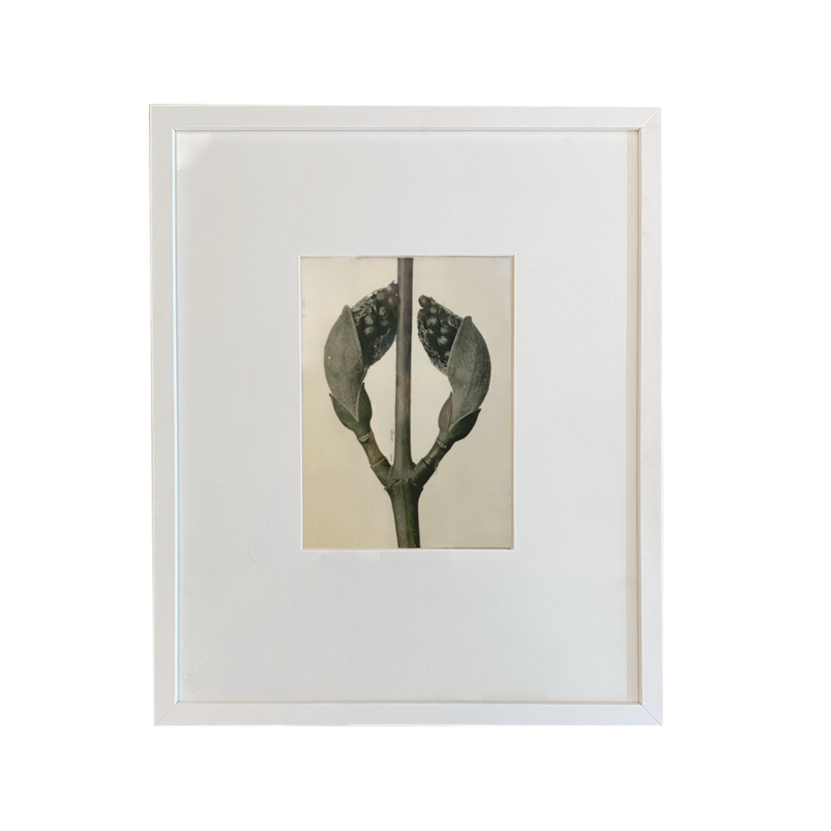 Urformen Der Kunst Botanicals
