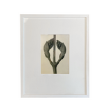 Urformen Der Kunst Botanicals