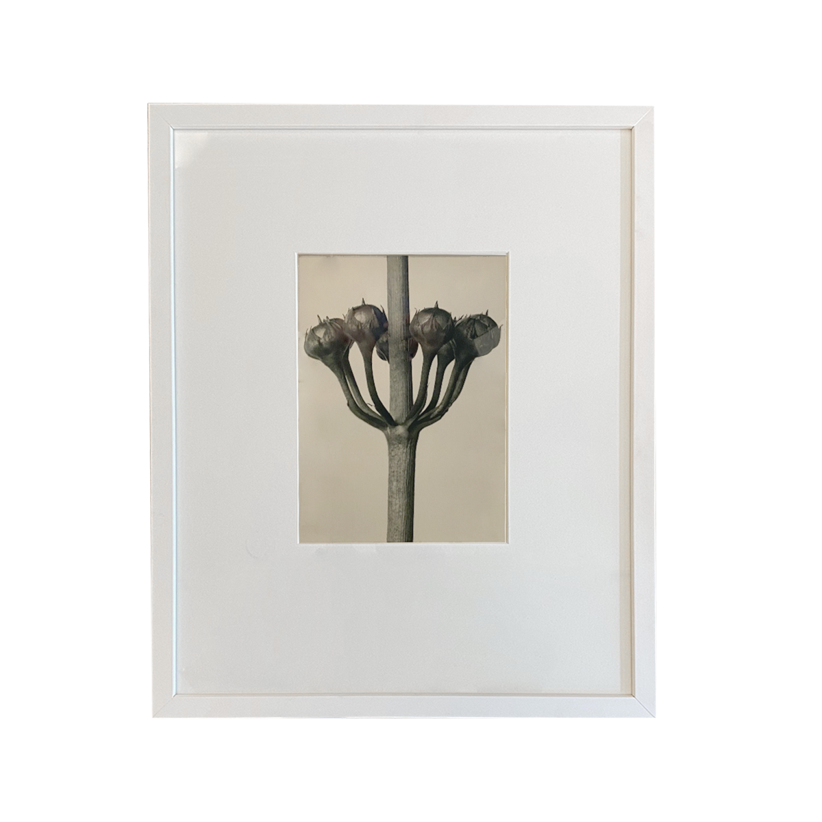 Urformen Der Kunst Botanicals