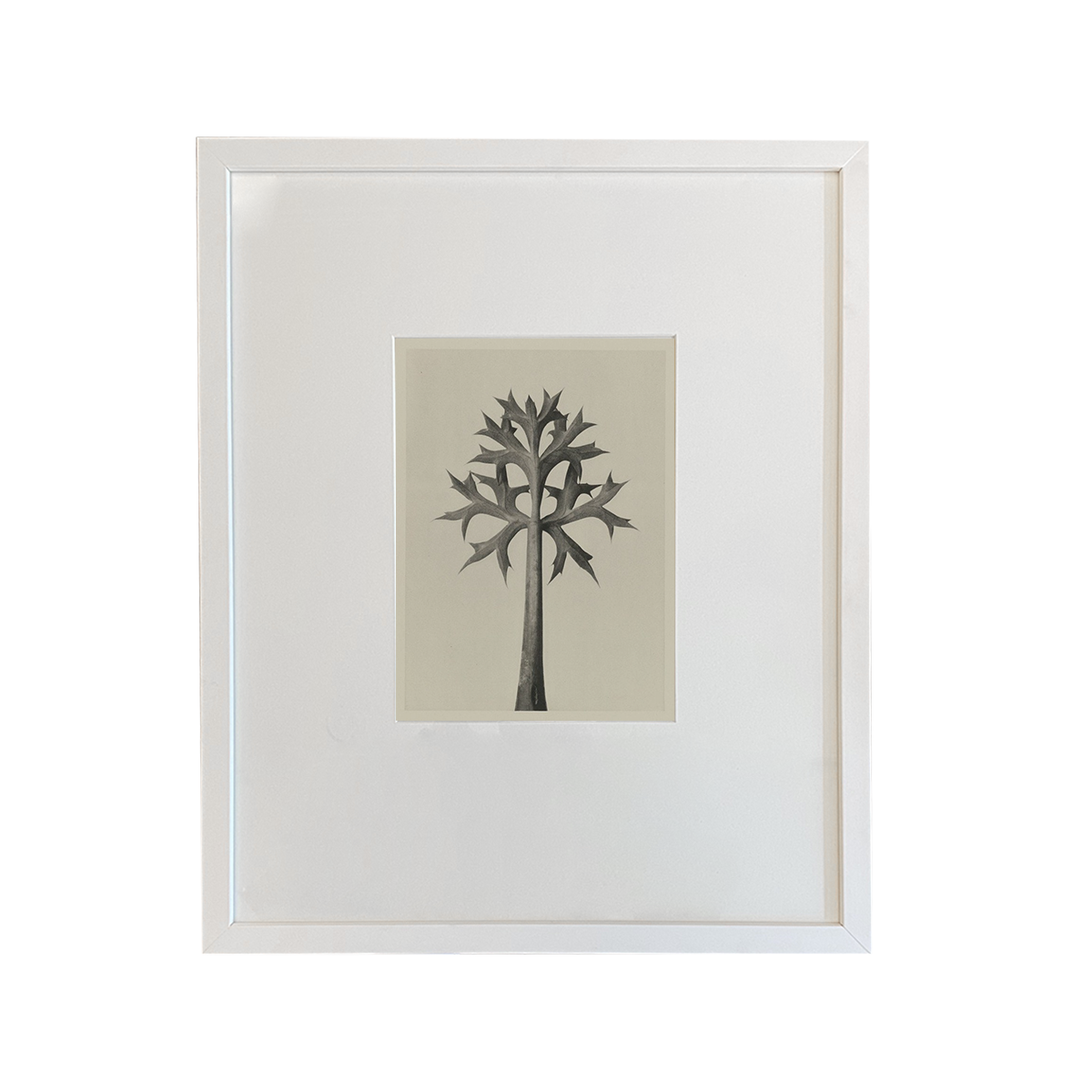Urformen Der Kunst Botanicals