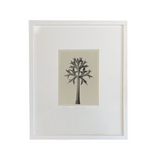 Urformen Der Kunst Botanicals
