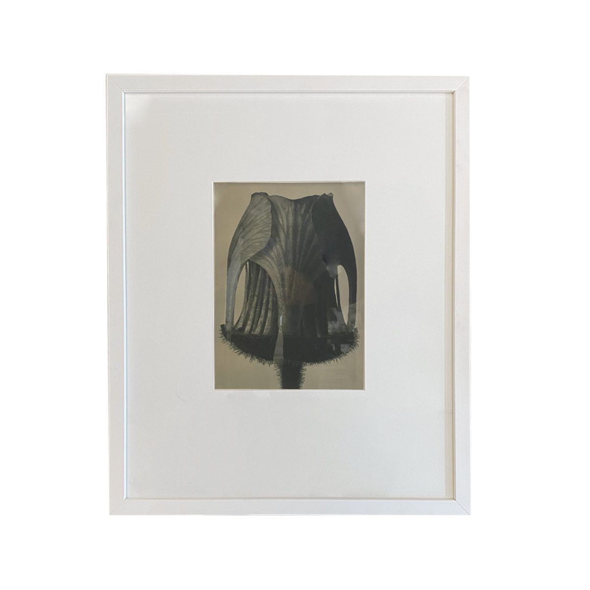 Urformen Der Kunst Botanicals