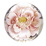 Rosa Dome Paperweight