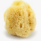 sea sponge