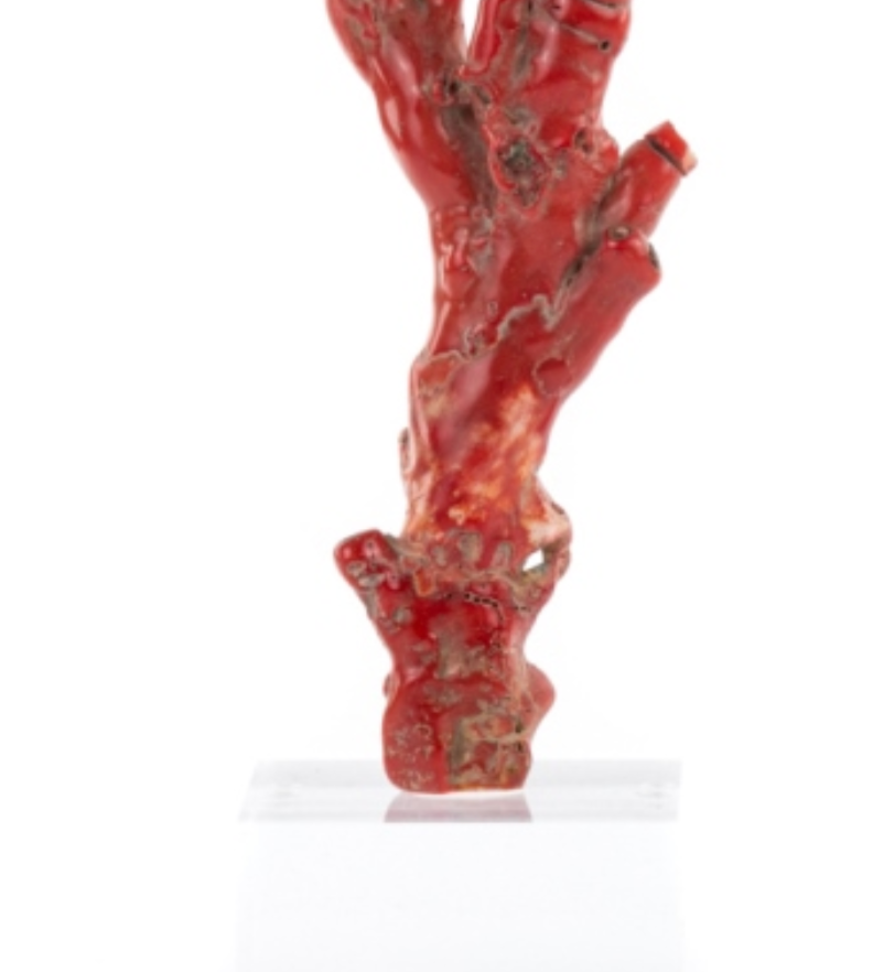 Vintage Coral Specimens on Lucite Stands