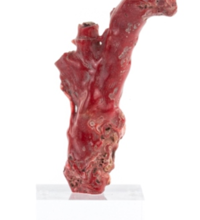 Vintage Coral Specimens on Lucite Stands