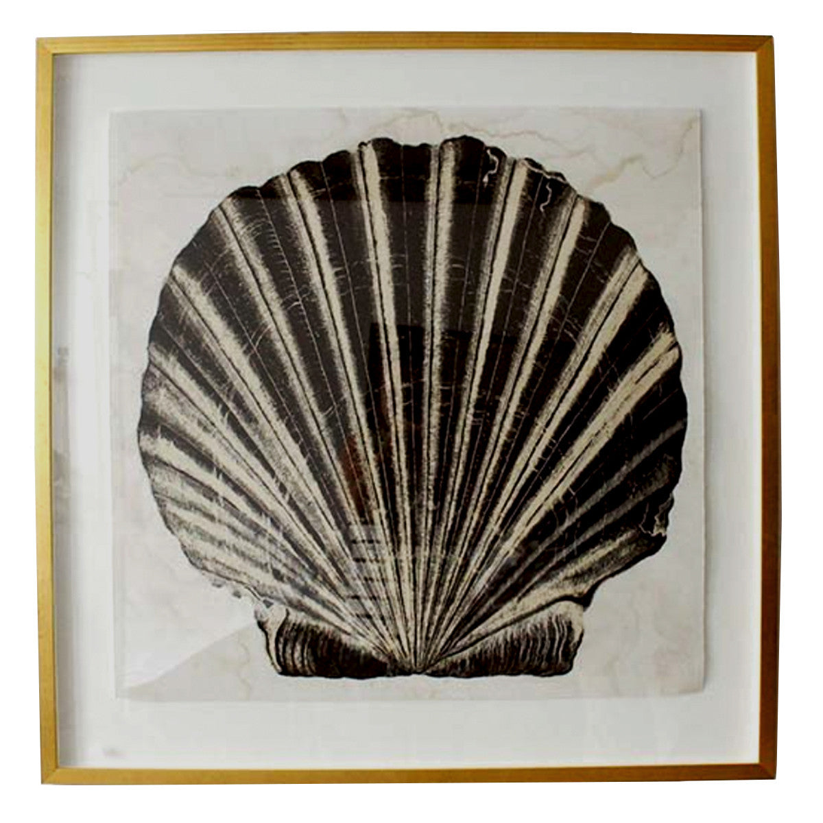 Framed in a gold gilt frame, this reproduction print of an early 20th century shell, adds a graphic note to any beach or cottage space.