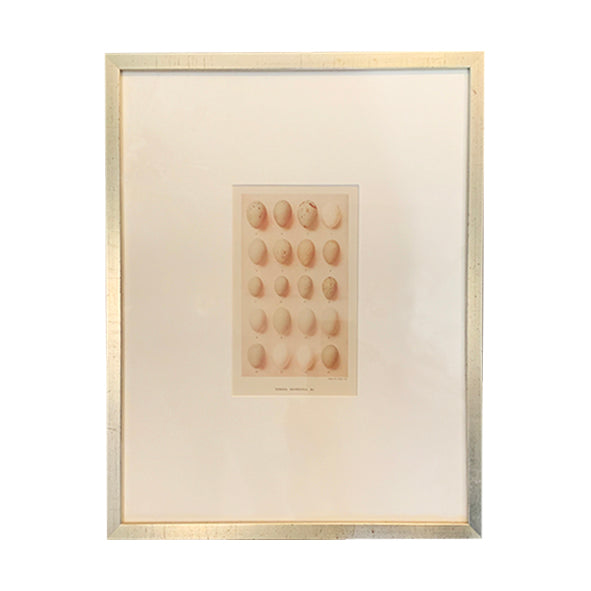 Framed Egg Print